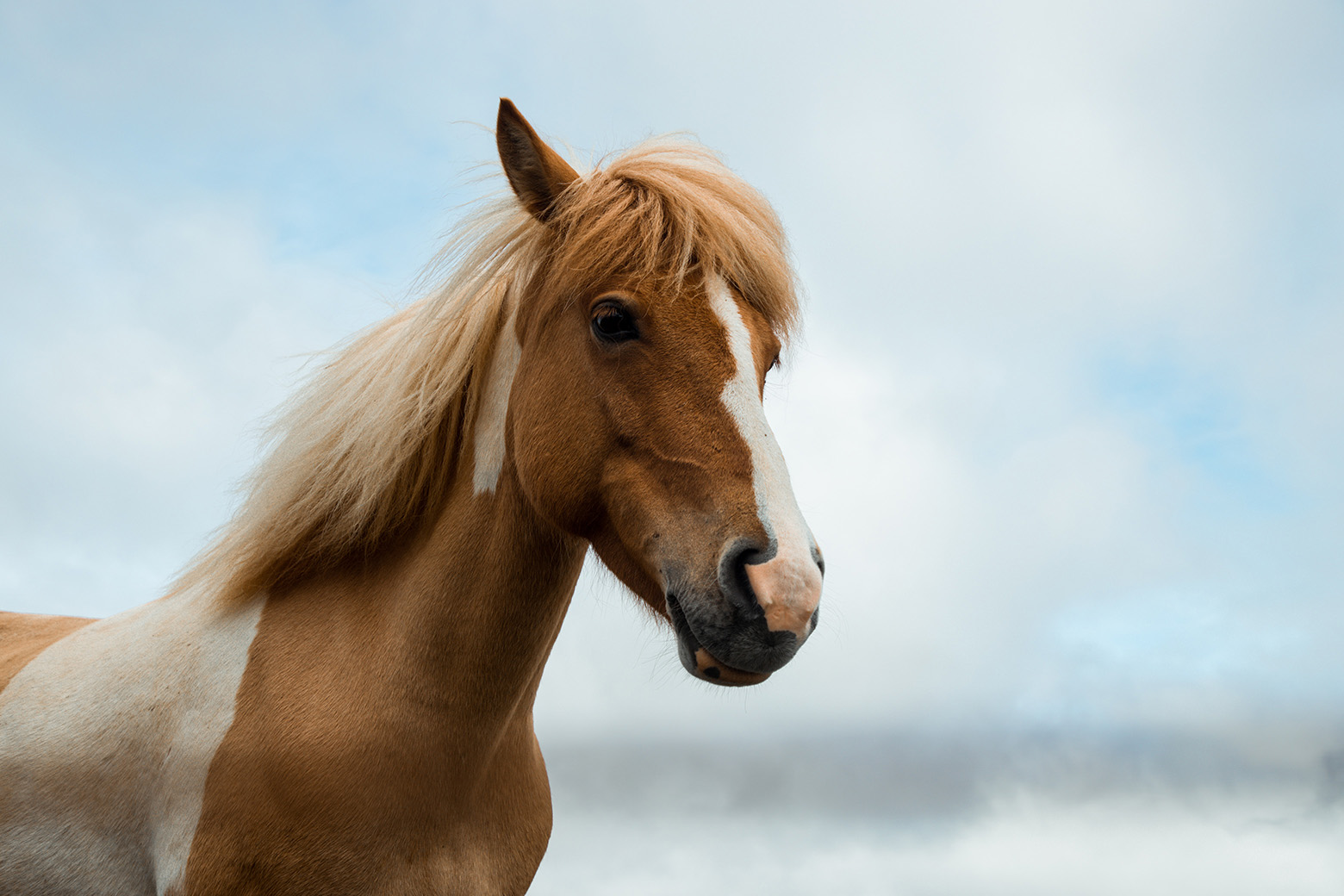 equine therapy